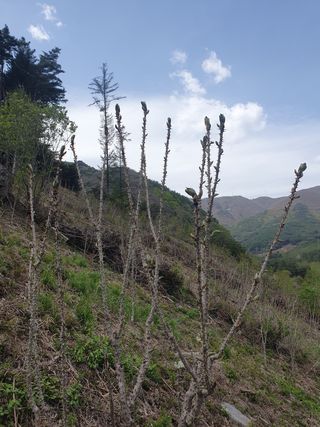 인생은 소풍처럼님의 두릅 · 일상 작성글 사진