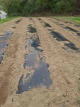 팜모닝 참깨·자유게시판 게시글 이미지