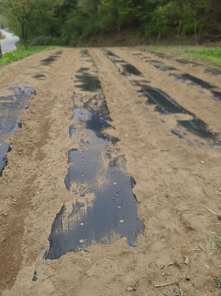 서상진님의 참깨 · 자유게시판 작성글 사진