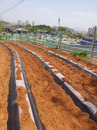 두릅나무10495님의 고구마 · 자유게시판 작성글 사진