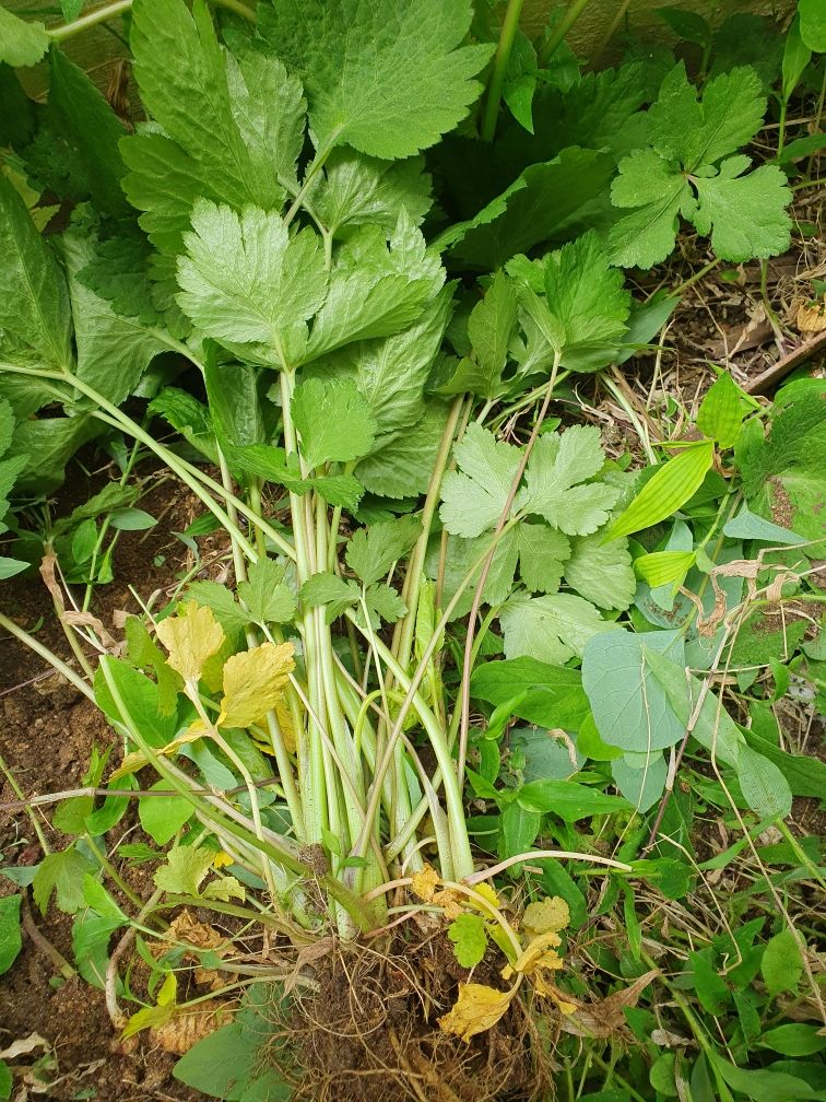 장터 상품 [파드득나물 판매합니다 40개2만원] 썸네일