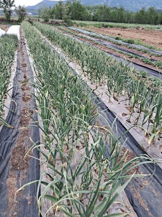 김기한님의 감자 · 자유게시판 작성글 사진