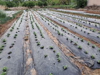 김기한님의 감자 · 자유게시판 작성글 사진