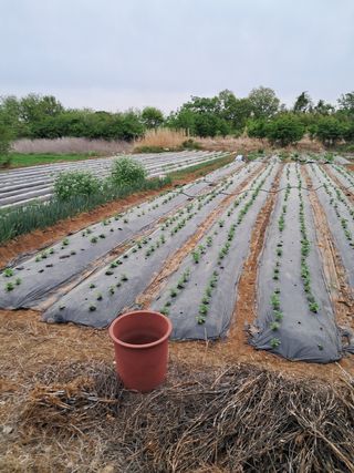 김기한님의 감자 · 자유게시판 작성글 사진