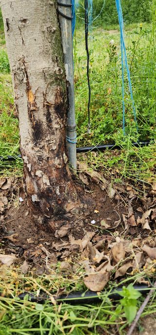 냐공엄2님의 사과 · 병해충상담 작성글 사진