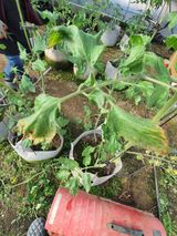 팜모닝 토마토·병해충상담 게시글 이미지