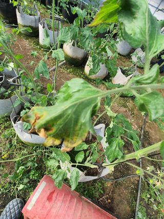 꼬맹님의 토마토 · 병해충상담 작성글 사진