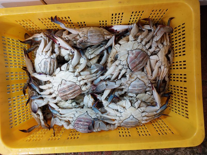 장터 상품 [꽃게 1kg 4,5미] 썸네일