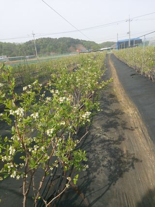 베리맘님의 블루베리 · 자유게시판 작성글 사진