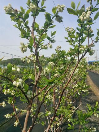 베리맘님의 블루베리 · 자유게시판 작성글 사진