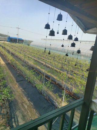 베리맘님의 블루베리 · 자유게시판 작성글 사진