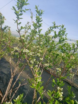 베리맘님의 블루베리 · 자유게시판 작성글 사진