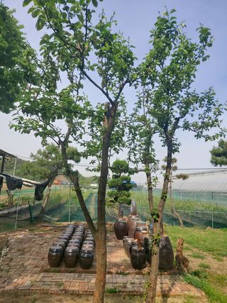 베리맘님의 블루베리 · 자유게시판 작성글 사진