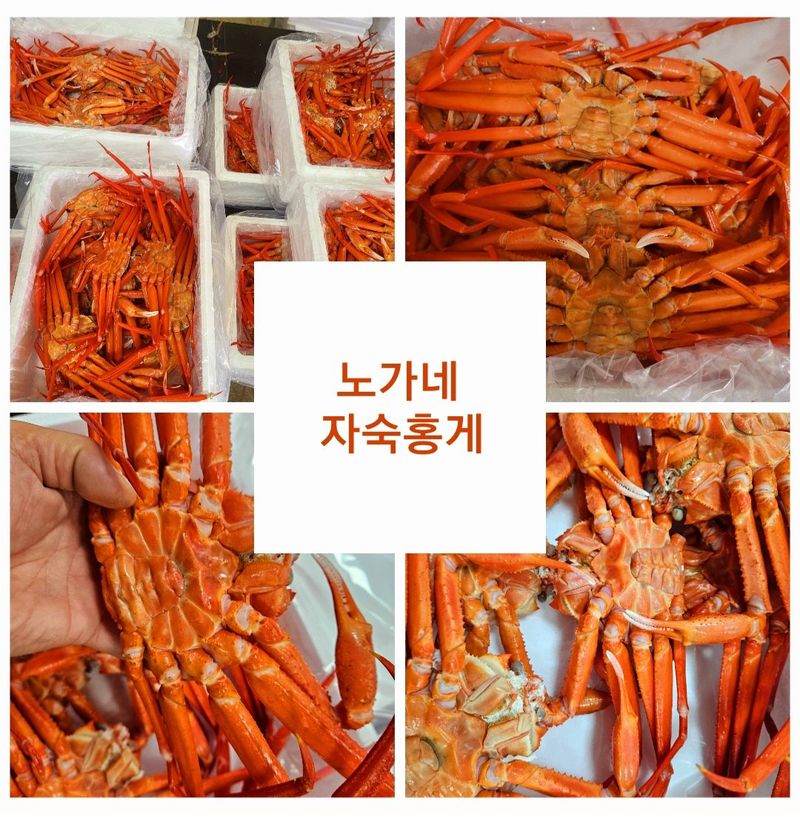 노가네수산님의 장터 판매 상품 [노가네]동해안 살찬 찐홍게 강구항 후포리홍게 2kg.3kg 선택] 첨부 사진