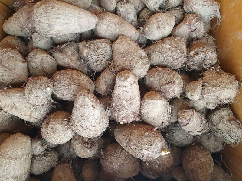 장터 상품 [토란종자1키로 5천원 마감합니다] 썸네일