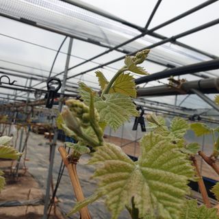 상주 한진학(달빛포님의 포도 · 자유게시판 작성글 사진