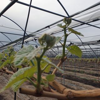 상주 한진학(달빛포님의 포도 · 자유게시판 작성글 사진