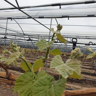 상주 한진학(달빛포님의 포도 · 자유게시판 작성글 사진