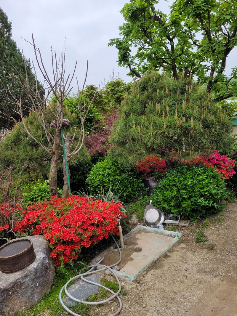 장터 상품 [장닭] 썸네일