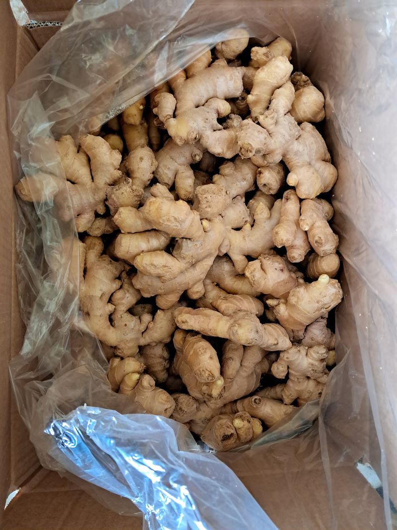 장터 상품 [씨생강  1kg  10,000원] 썸네일