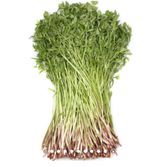 팜모닝 기타작물·병해충상담 게시글 이미지