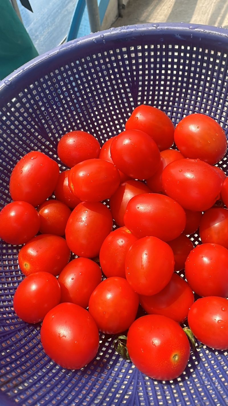 장터 상품 [🍅[최저가]싱싱한 대추방울토마토 3kg, 6kg] 썸네일