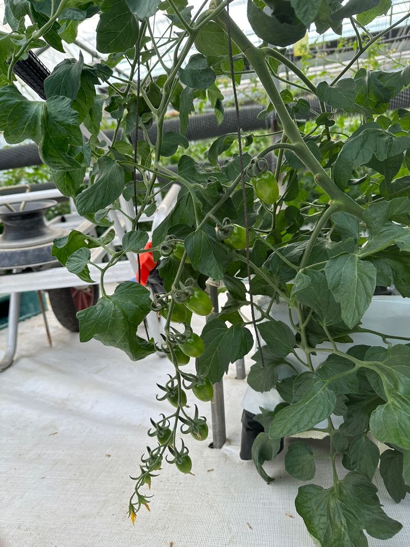 프룻하늬님의 장터 판매 상품 [🍅[최저가]싱싱한 대추방울토마토 3kg, 6kg] 첨부 사진