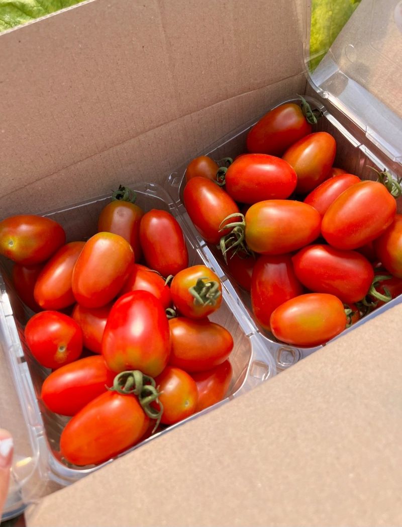 프룻하늬님의 장터 판매 상품 [🍅[최저가]싱싱한 대추방울토마토 3kg, 6kg] 첨부 사진