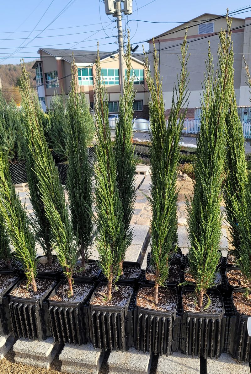 이선미님의 장터 판매 상품 [블루애로우 0.8m~0.9m 분묘 /2그루씩 택배가능] 첨부 사진