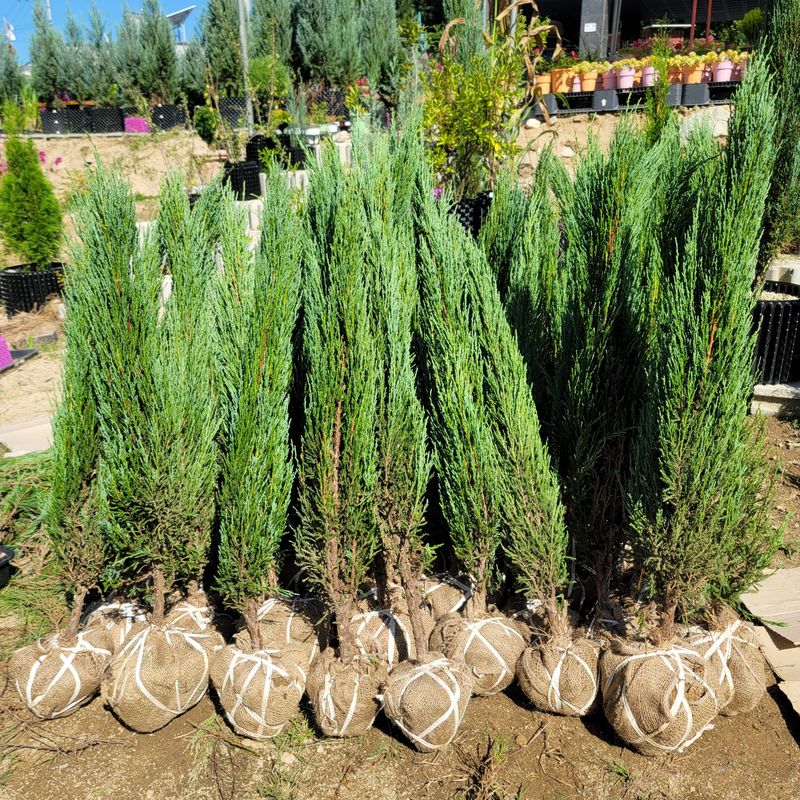 이선미님의 장터 판매 상품 [블루애로우 0.8m~0.9m 분묘 /2그루씩 택배가능] 첨부 사진