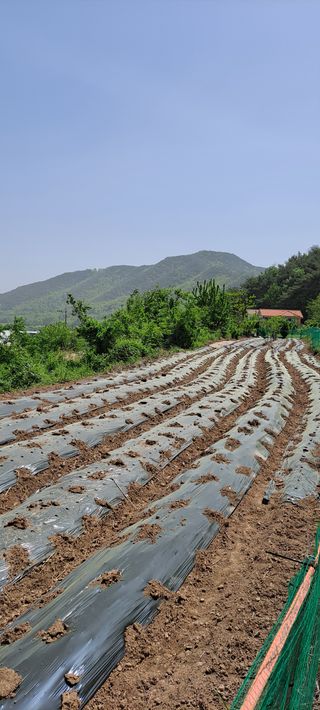 장준재님의 참깨 · 자유게시판 작성글 사진
