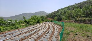 장준재님의 참깨 · 자유게시판 작성글 사진