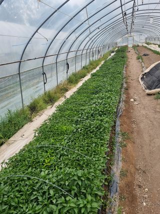 포도20890님의 작성글 사진