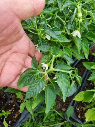 포도20890님의 작성글 사진