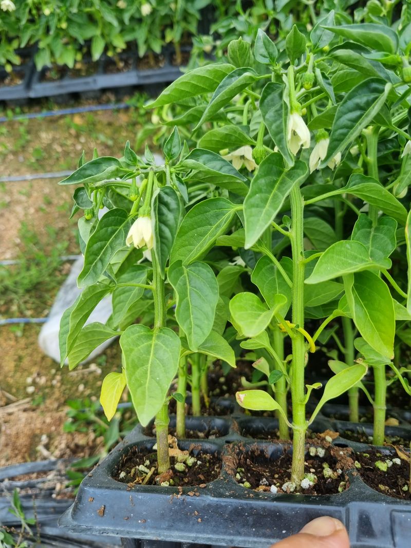 포도20890님의 장터 판매 상품 [고추모종] 첨부 사진