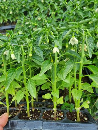 포도20890님의 작성글 사진