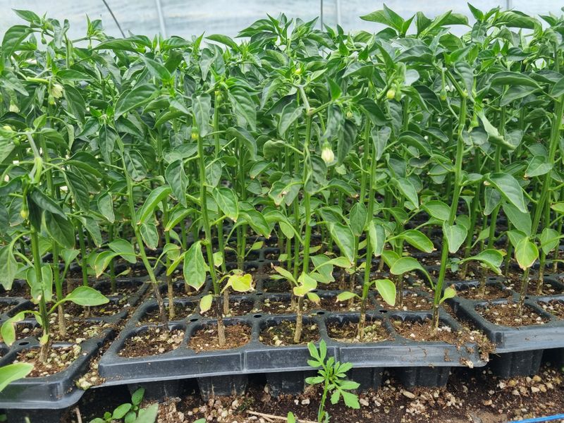 포도20890님의 장터 판매 상품 [고추모종] 첨부 사진