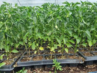 포도20890님의 작성글 사진