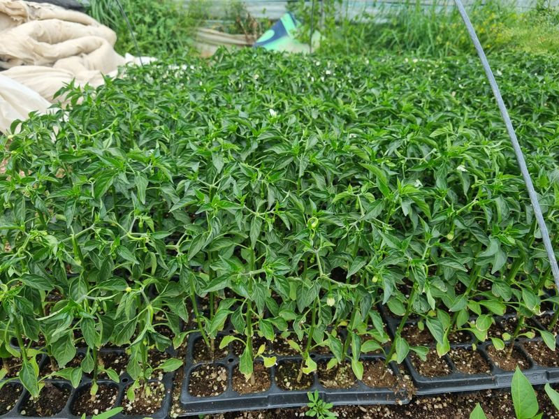 포도20890님의 장터 판매 상품 [고추모종] 첨부 사진