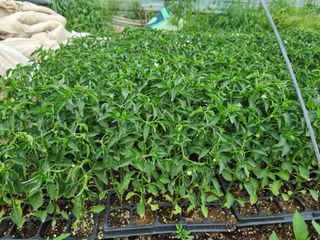 포도20890님의 작성글 사진