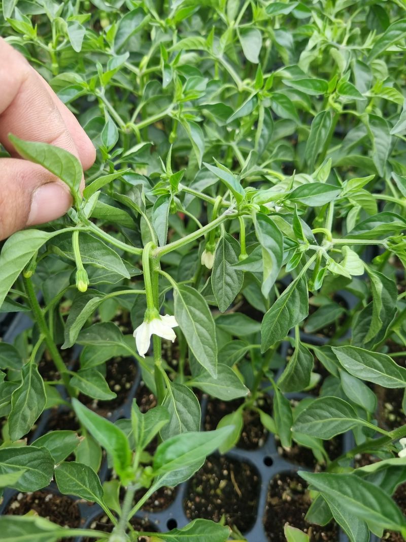 포도20890님의 장터 판매 상품 [고추모종] 첨부 사진