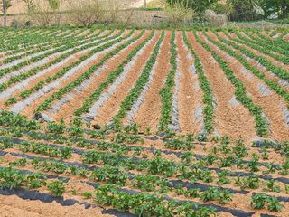 it농부님의 감자 · 자유게시판 작성글 사진