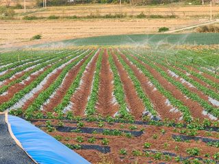 it농부님의 감자 · 자유게시판 작성글 사진