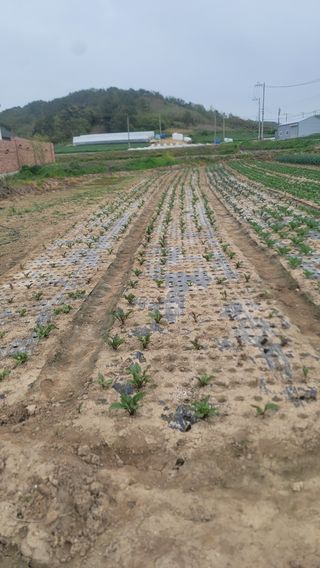 박정석님의 양배추 · 자유게시판 작성글 사진