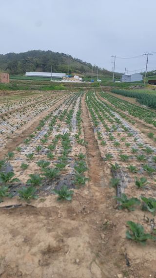 박정석님의 양배추 · 자유게시판 작성글 사진