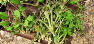 박필진님의 자유주제 · 자유게시판 작성글 사진