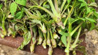 박필진님의 자유주제 · 자유게시판 작성글 사진