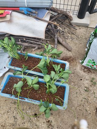 짱순이연속8월출석왕님의 딸기 · 비료•농약 작성글 사진