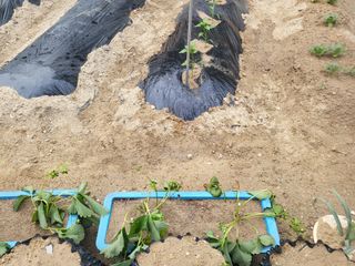 짱순이연속8월출석왕님의 딸기 · 비료•농약 작성글 사진