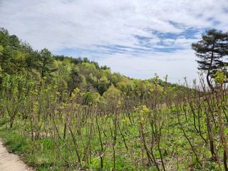 홍승한님의 두릅 · 수확 작성글 사진